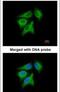 IL-12 antibody, PA5-28477, Invitrogen Antibodies, Immunofluorescence image 