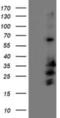 Receptor Accessory Protein 2 antibody, NBP2-01796, Novus Biologicals, Western Blot image 
