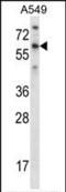 T-Box 21 antibody, PA5-35146, Invitrogen Antibodies, Western Blot image 