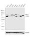 MRE11 Homolog, Double Strand Break Repair Nuclease antibody, PA3-16527, Invitrogen Antibodies, Western Blot image 