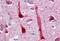 Crystallin Mu antibody, MBS245804, MyBioSource, Immunohistochemistry paraffin image 
