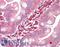 Ezrin antibody, LS-B7599, Lifespan Biosciences, Immunohistochemistry paraffin image 
