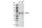 Myocyte Enhancer Factor 2D antibody, 56830S, Cell Signaling Technology, Western Blot image 