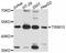 Tripartite Motif Containing 15 antibody, LS-C747107, Lifespan Biosciences, Western Blot image 