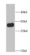 Inositol monophosphatase 1 antibody, FNab04300, FineTest, Western Blot image 