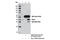 Sprouty RTK Signaling Antagonist 1 antibody, 12993S, Cell Signaling Technology, Immunoprecipitation image 