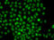 Cell Death Inducing DFFA Like Effector A antibody, STJ29969, St John