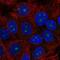 Tripartite Motif Containing 52 antibody, NBP2-56725, Novus Biologicals, Immunofluorescence image 