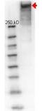 KLH protein antibody, orb345438, Biorbyt, Western Blot image 