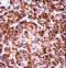 USO1 Vesicle Transport Factor antibody, LS-C160464, Lifespan Biosciences, Immunohistochemistry frozen image 