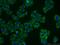 TBC1 Domain Family Member 19 antibody, 21085-1-AP, Proteintech Group, Immunofluorescence image 