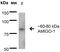Adhesion Molecule With Ig Like Domain 1 antibody, NBP2-22413, Novus Biologicals, Western Blot image 