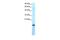 SUB1 Regulator Of Transcription antibody, GTX77897, GeneTex, Western Blot image 