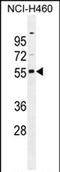 Ras Association Domain Family Member 8 antibody, PA5-71549, Invitrogen Antibodies, Western Blot image 