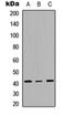 Mitogen-Activated Protein Kinase 13 antibody, orb234960, Biorbyt, Western Blot image 