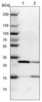 KH RNA Binding Domain Containing, Signal Transduction Associated 3 antibody, NBP1-84774, Novus Biologicals, Western Blot image 