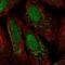 FAST Kinase Domains 3 antibody, HPA074462, Atlas Antibodies, Immunofluorescence image 