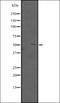 Transcription Factor AP-2 Delta antibody, orb335231, Biorbyt, Western Blot image 