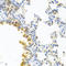 Serpin Family A Member 3 antibody, LS-C331211, Lifespan Biosciences, Immunohistochemistry frozen image 