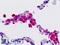 GPR43 antibody, LS-B9101, Lifespan Biosciences, Immunohistochemistry frozen image 