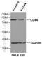 CD44 antibody, 60224-1-Ig, Proteintech Group, Western Blot image 