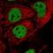 SRY-Box 6 antibody, HPA001923, Atlas Antibodies, Immunofluorescence image 