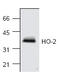 Heme Oxygenase 2 antibody, AP00141PU-N, Origene, Western Blot image 