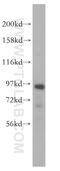 Nuclear VCP Like antibody, 16970-1-AP, Proteintech Group, Western Blot image 