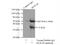 Homeobox A9 antibody, 18501-1-AP, Proteintech Group, Immunoprecipitation image 