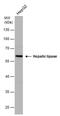 Lipase C, Hepatic Type antibody, PA5-78040, Invitrogen Antibodies, Western Blot image 