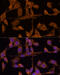 Ubiquitin Specific Peptidase 15 antibody, 22-486, ProSci, Immunofluorescence image 