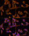 Ubiquitin carboxyl-terminal hydrolase 15 antibody, 22-486, ProSci, Immunofluorescence image 