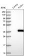 Pseudouridine Synthase Like 1 antibody, NBP1-81876, Novus Biologicals, Western Blot image 