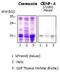 Centromere Protein A antibody, MA1-20832, Invitrogen Antibodies, Western Blot image 