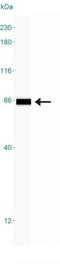 Heat shock 70 kDa protein 1A/1B antibody, NBP1-77456, Novus Biologicals, Western Blot image 