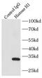 H1F1 antibody, FNab03881, FineTest, Immunoprecipitation image 