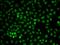 U2 Small Nuclear RNA Auxiliary Factor 2 antibody, orb136783, Biorbyt, Immunofluorescence image 