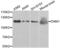 Dynamin 1 antibody, abx002132, Abbexa, Western Blot image 