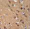 KIAA1427 antibody, LS-C161651, Lifespan Biosciences, Immunohistochemistry frozen image 