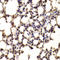 Basic Helix-Loop-Helix Family Member E40 antibody, A02575, Boster Biological Technology, Immunohistochemistry frozen image 
