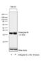 Granzyme B antibody, MA1-35461, Invitrogen Antibodies, Western Blot image 