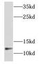 NADH:Ubiquinone Oxidoreductase Subunit B2 antibody, FNab05620, FineTest, Western Blot image 
