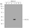 Tyrosine 3-Monooxygenase/Tryptophan 5-Monooxygenase Activation Protein Gamma antibody, MAB5700, R&D Systems, Western Blot image 