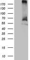 TOR antibody, TA809592S, Origene, Western Blot image 