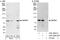 WD Repeat Domain 91 antibody, A301-564A, Bethyl Labs, Immunoprecipitation image 