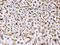 Apolipoprotein A1 antibody, PB9845, Boster Biological Technology, Immunohistochemistry frozen image 