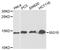 ISG15 Ubiquitin Like Modifier antibody, A1182, ABclonal Technology, Western Blot image 