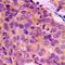 Potassium Calcium-Activated Channel Subfamily M Alpha 1 antibody, orb214158, Biorbyt, Immunohistochemistry paraffin image 