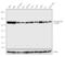 ATP Citrate Lyase antibody, 711766, Invitrogen Antibodies, Western Blot image 