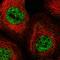 Transcriptional Adaptor 2B antibody, HPA035770, Atlas Antibodies, Immunofluorescence image 